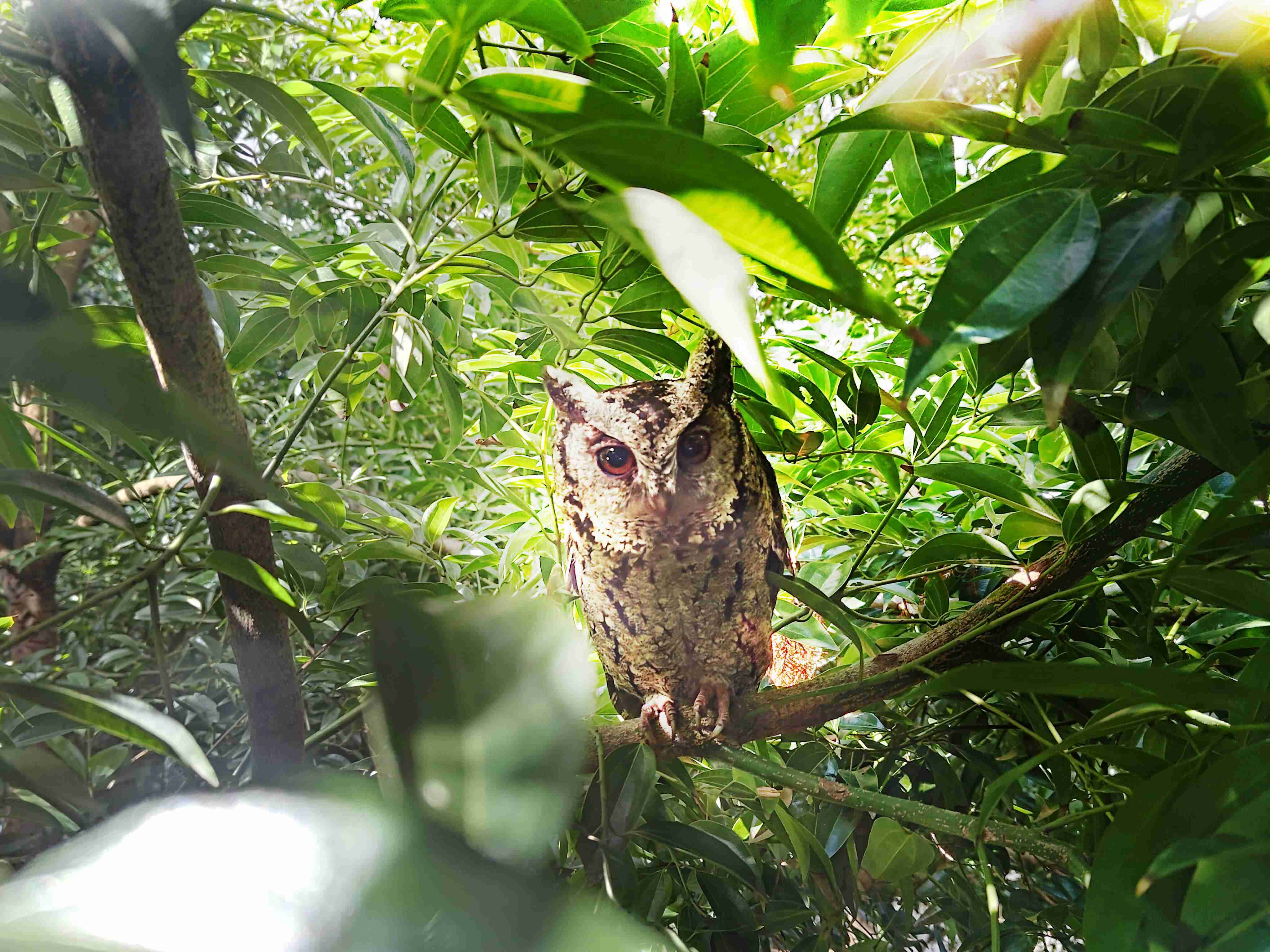 至成国际致力提倡净零绿生活，，16年以来在全球各厂区植树逾百万棵，，造就各厂区树木蔚然成林，，，犹如森林工厂，，成为许多生物的栖息地